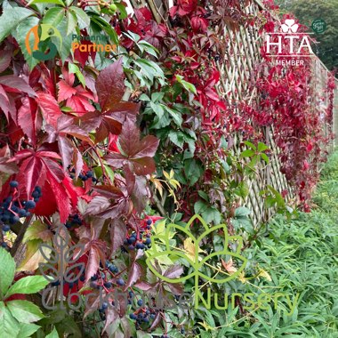 Clockhouse's garden