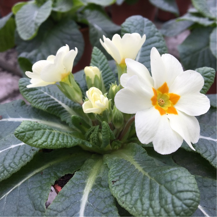 Plant image Primula 'Cottage Cream'