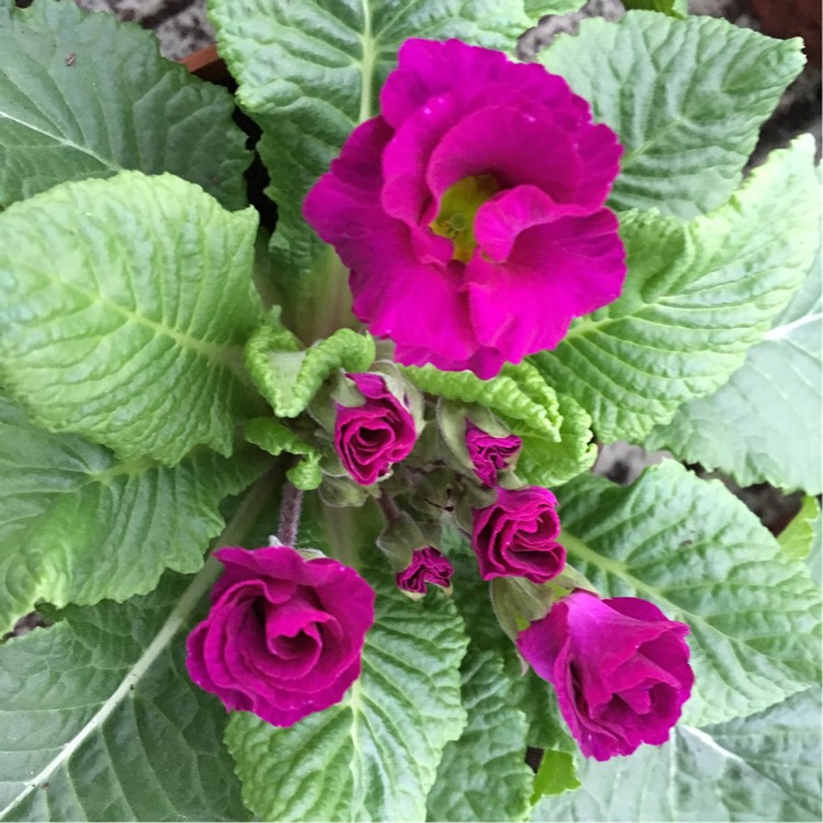plant image 299167