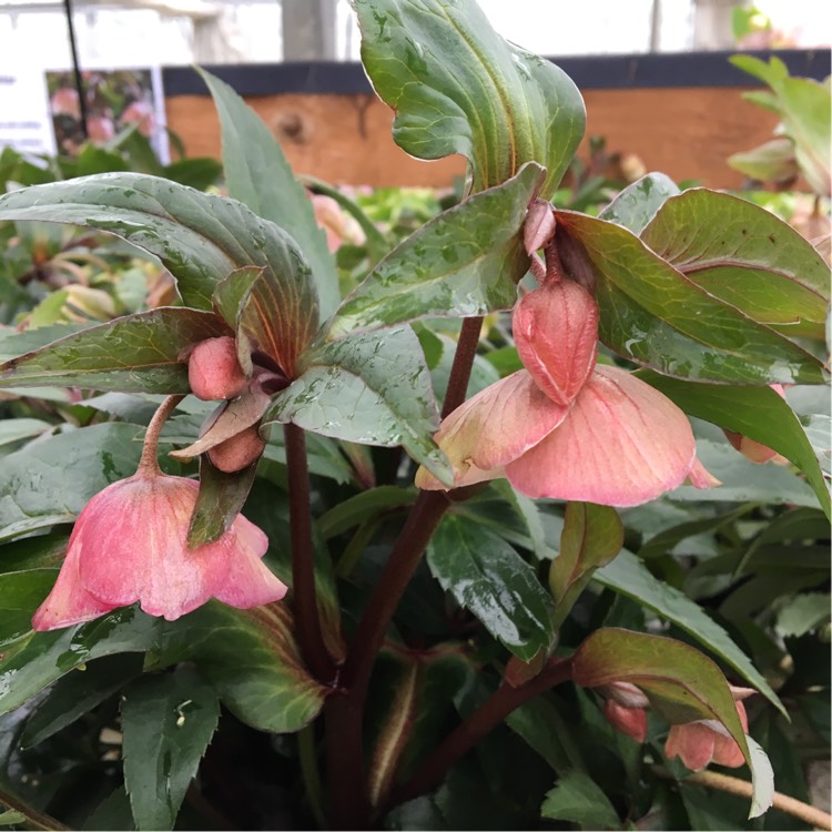 Plant image Helleborus x sahinii 'Winterbells'