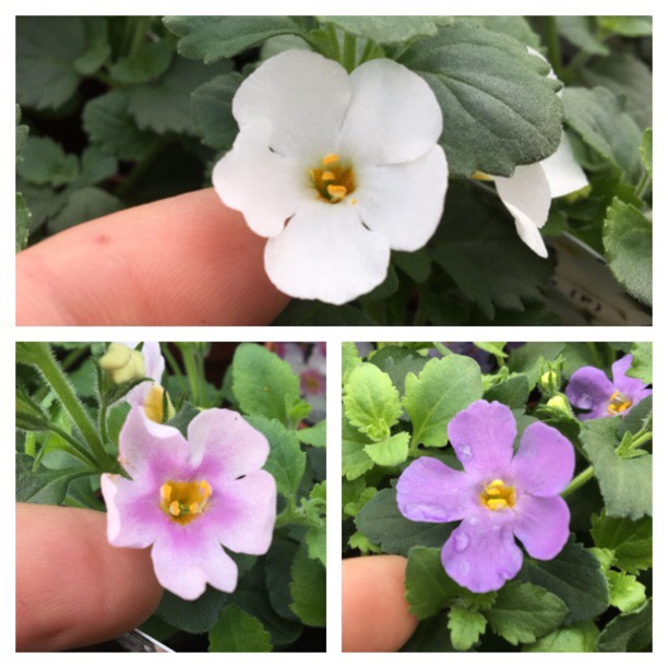 Plant image Bacopa abunda 'Colossal Pink'