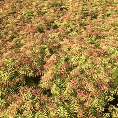 Sorbaria sorbifolia 'Sem'