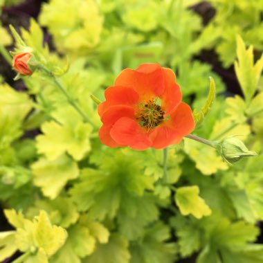 Geum 'Sunkissed Lime'
