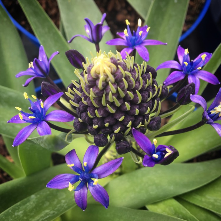 Plant image Scilla peruviana 'Sapphire Blue' (Carribean Jewels Series)