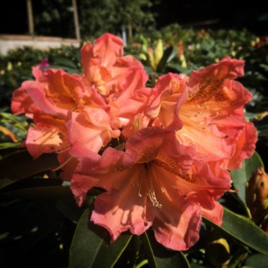 Rhododendron hybrid 'Olga'