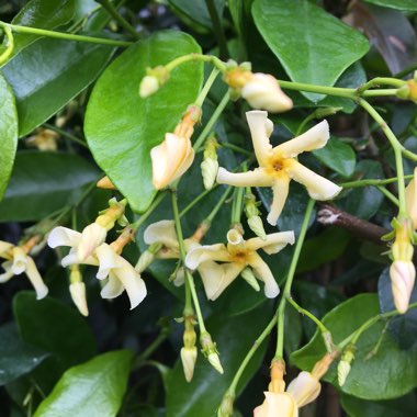 Trachelospermum jasminoides 'Selbra' syn. Trachelospermum jasminoides 'Star Of Toscana'