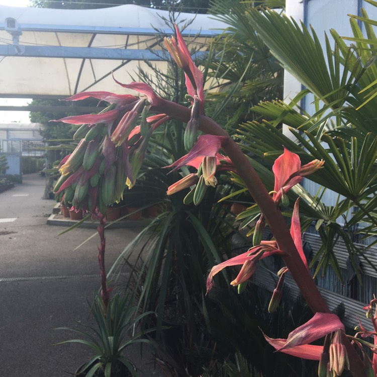 Plant image Beschorneria Yuccoides