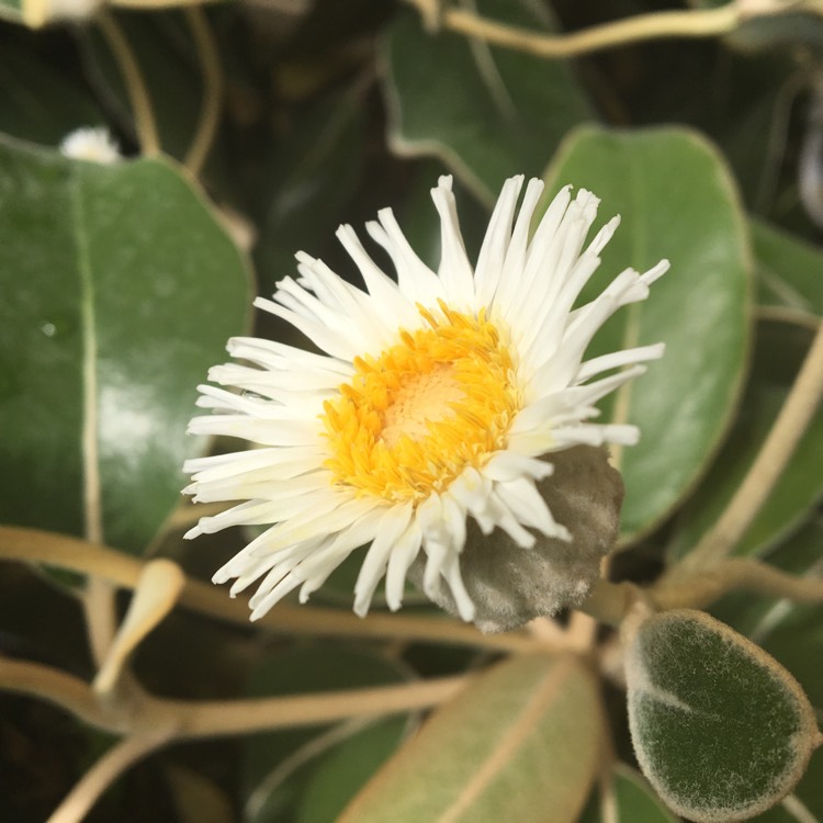 Plant image Pachystegia Insignis.