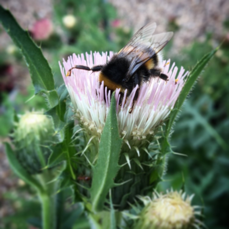 plant image 466533