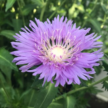 Stokesia 'Peachie's Pick'