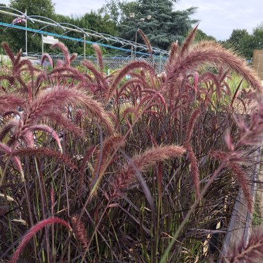 Pennisetum Setaceum