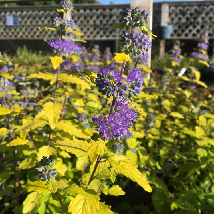plant image 541680