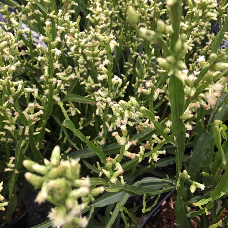 Plant image Baccharis genistelloides