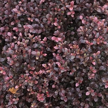 Lophomyrtus x ralphii 'Red Dragon'