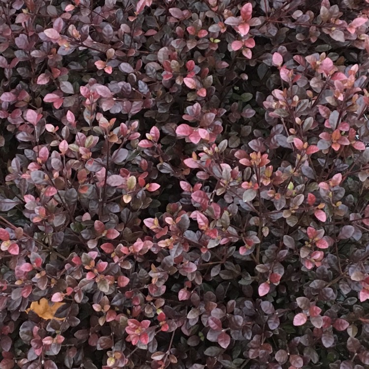 plant image 592660