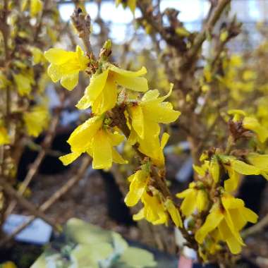 Forsythia intermedia 'Nimbus'