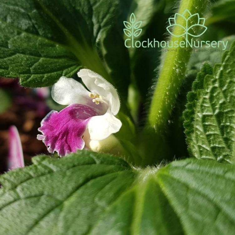 plant image 666740