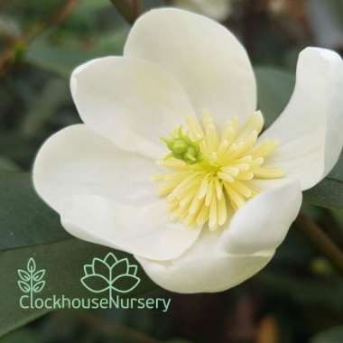 Michelia Yunnanensis syn. Michelia laevifolia, Magnolia Yunnanensis, Magnolia laevifolia