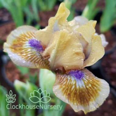 Iris x germanica 'Pokemon'