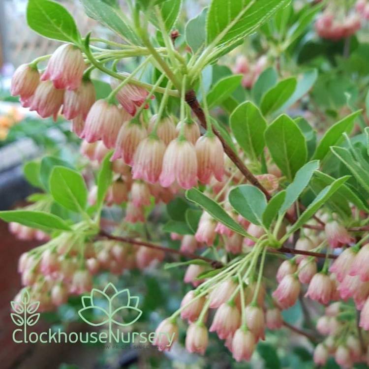 Plant image Enkianthus campanulatus