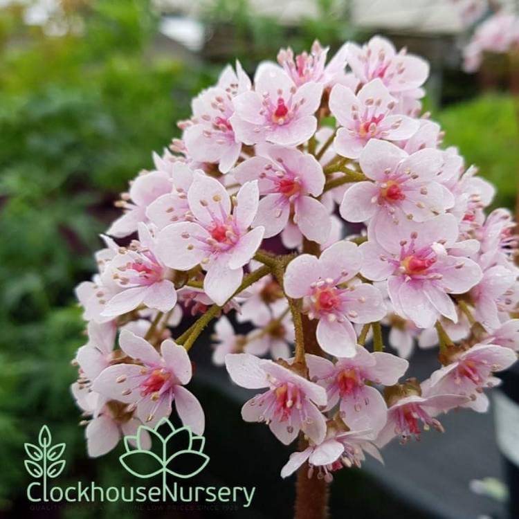 Plant image Darmera peltata