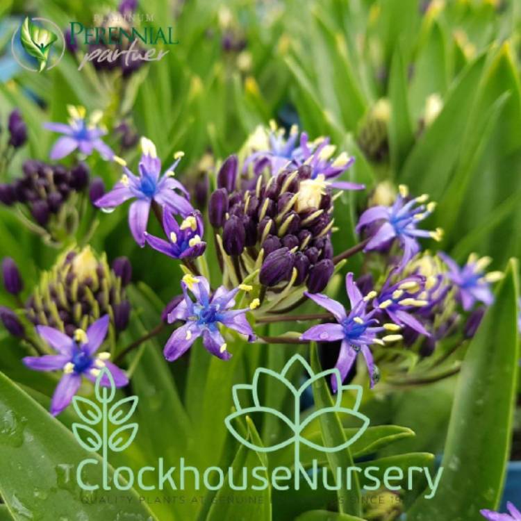 Plant image Scilla peruviana 'Sapphire Blue' (Carribean Jewels Series)