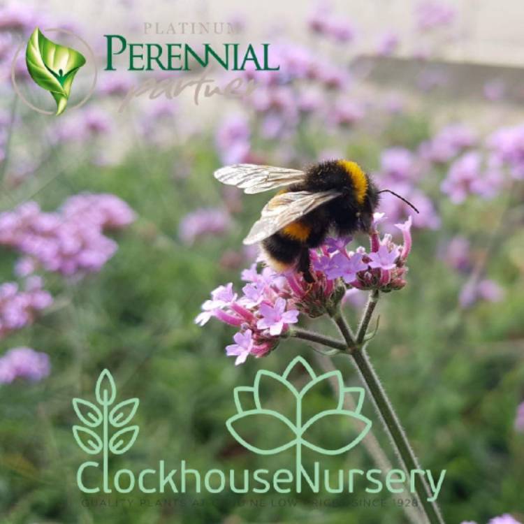 Plant image Verbena bonariensis 'Lollipop'