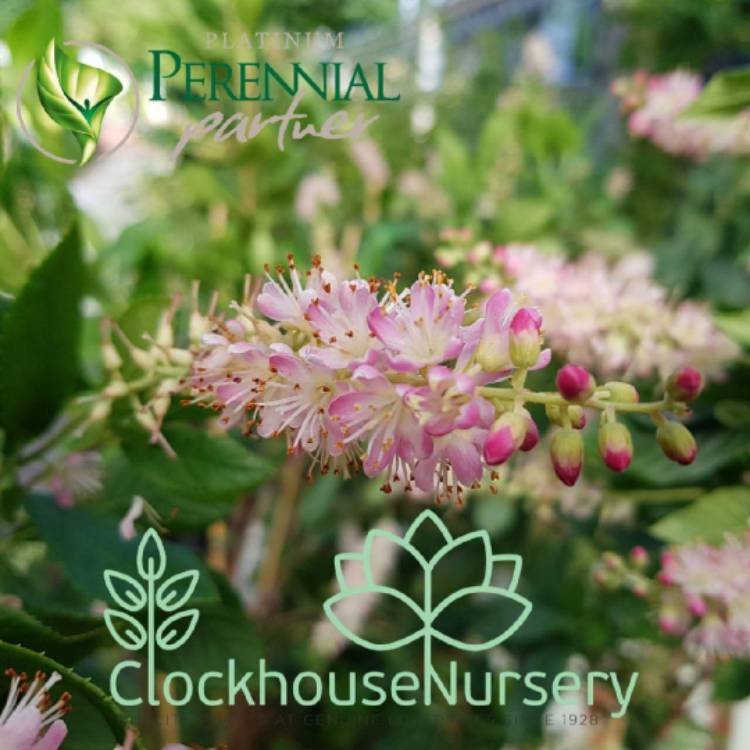 Plant image Clethra Alnifolia 'Pink Spires'