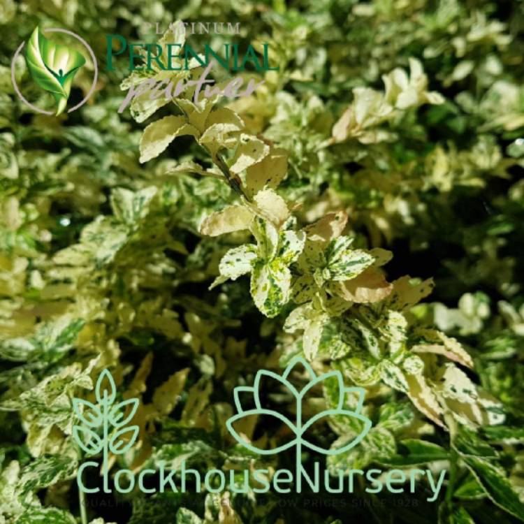 Plant image Euonymus fortunei 'Harlequin'