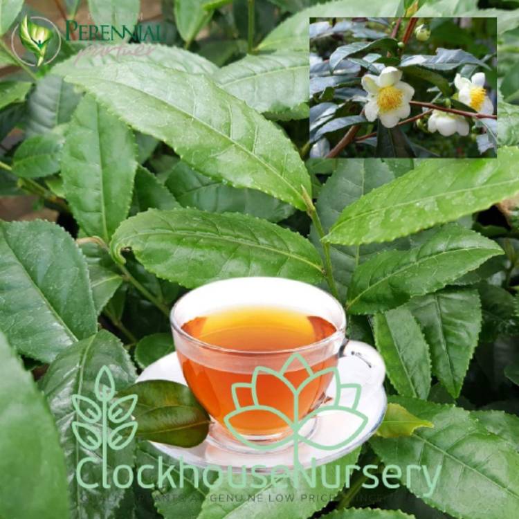Plant image Camellia sinensis