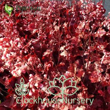 Heuchera 'Fire Chief'