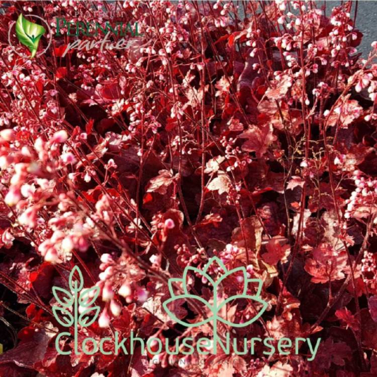 Plant image Heuchera 'Fire Chief'
