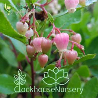 Arbutus unedo