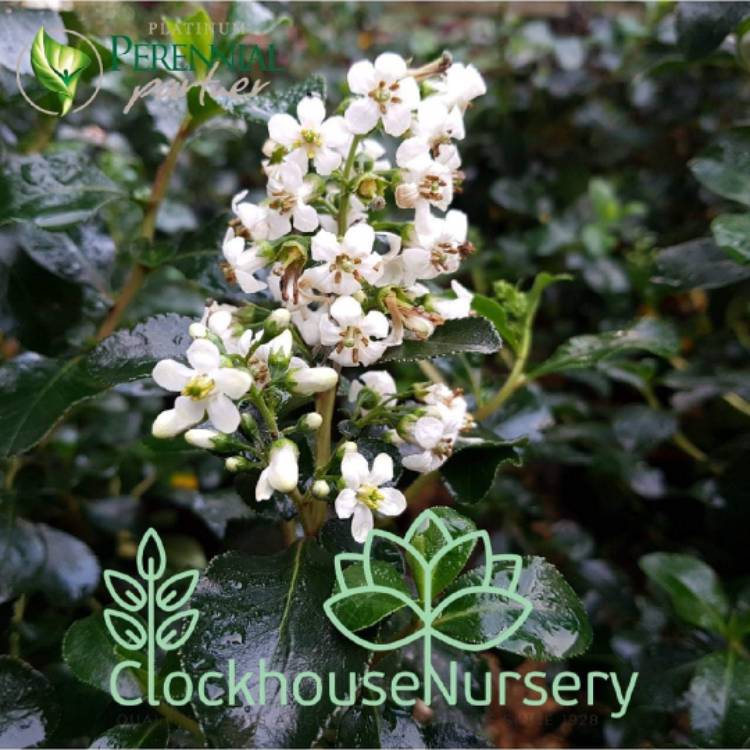 Plant image Escallonia 'Iveyi'