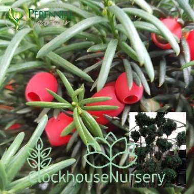 Taxus baccata