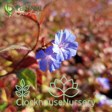 Ceratostigma willmottianum 'Forest Blue'