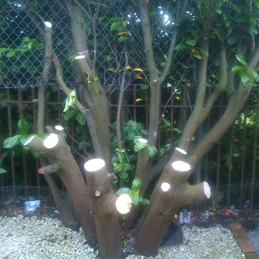 Plant image Prunus lusitanica 'Angustifolia'