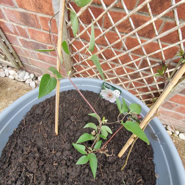 plant image 1581934
