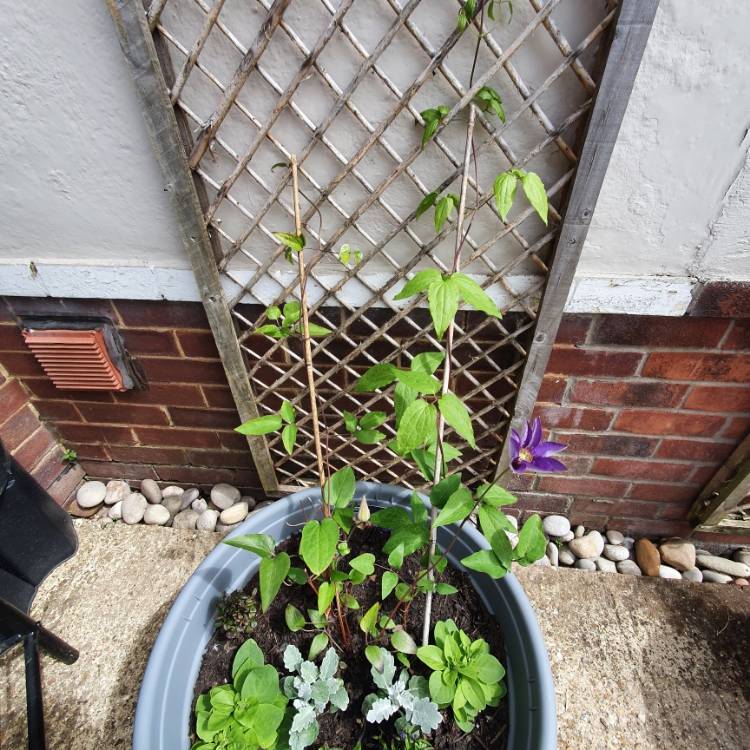 plant image 1591509