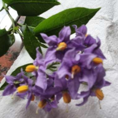 Julia's garden