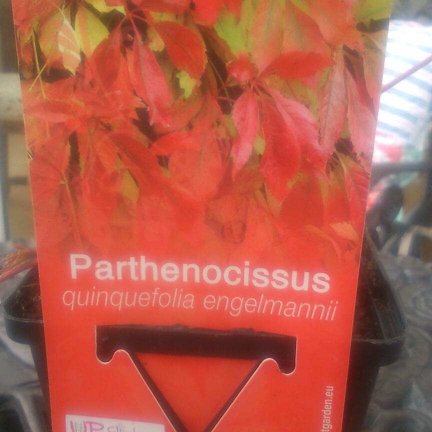 Plant image Parthenocissus tricuspidata syn. Ampelopsis hoggii ; Ampelopsis tricuspidata