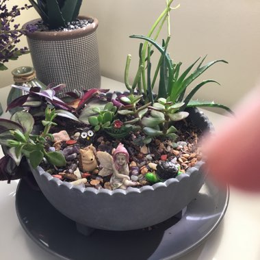 Carol's garden