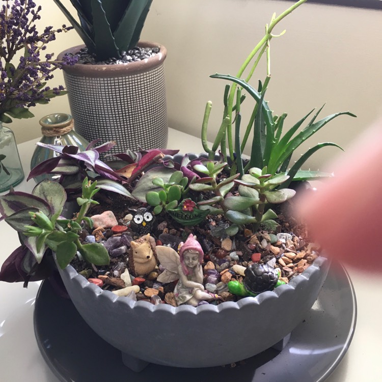 plant image 1276800
