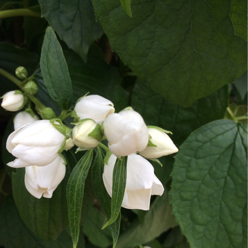 plant image 131036