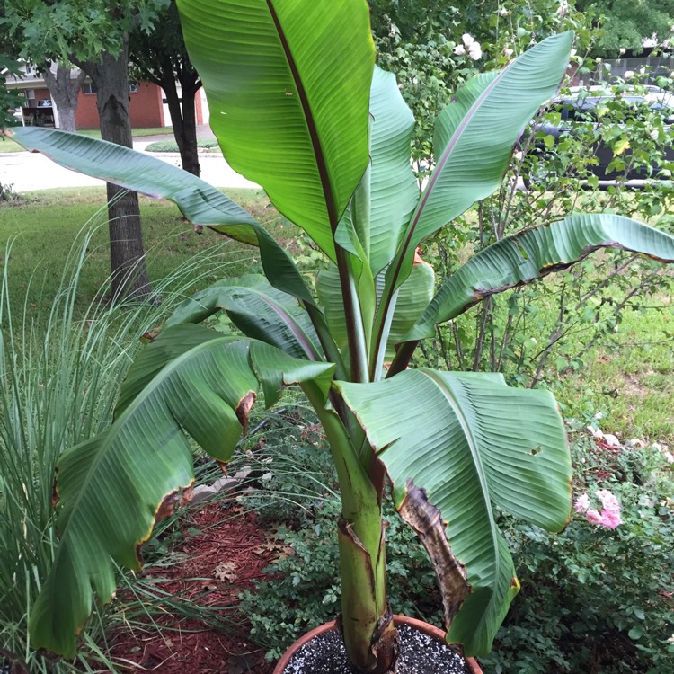 plant image 246138 plant image 246138