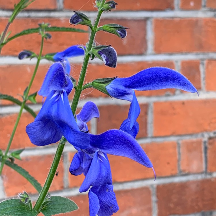 plant image 1026826