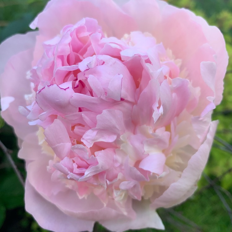 Plant image Paeonia lactiflora 'Angel Cheeks'