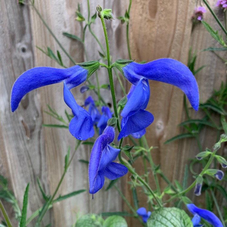 Plant image Salvia patens 'Guanajuato'