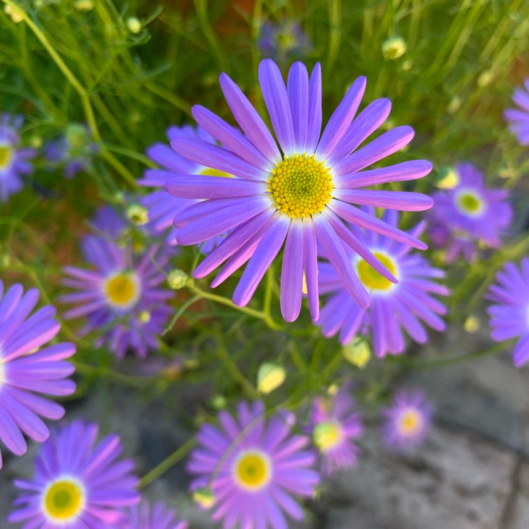 Plant image Brachyscome iberidifolia