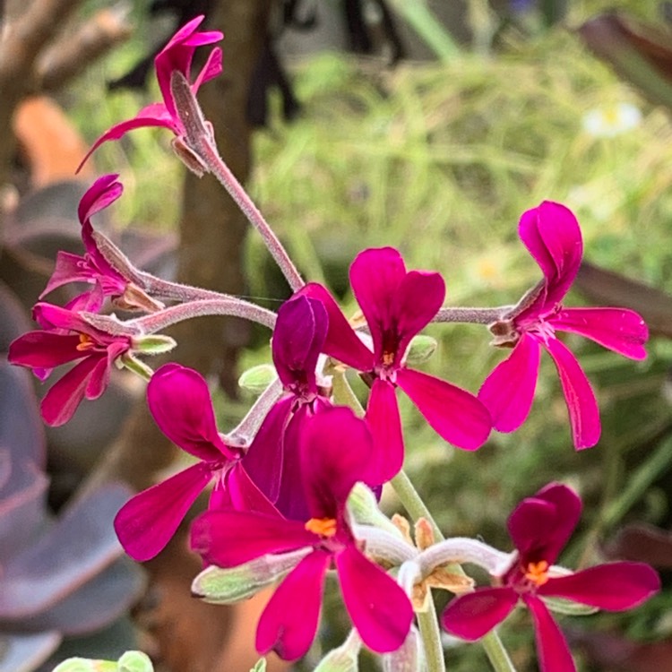 Plant image Pelargonium sidoides syn. Pelargonium sidifolium